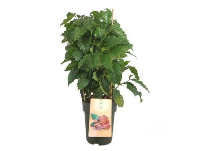 Coffea Arabica M23 60-80cm (planta Del Café)_0