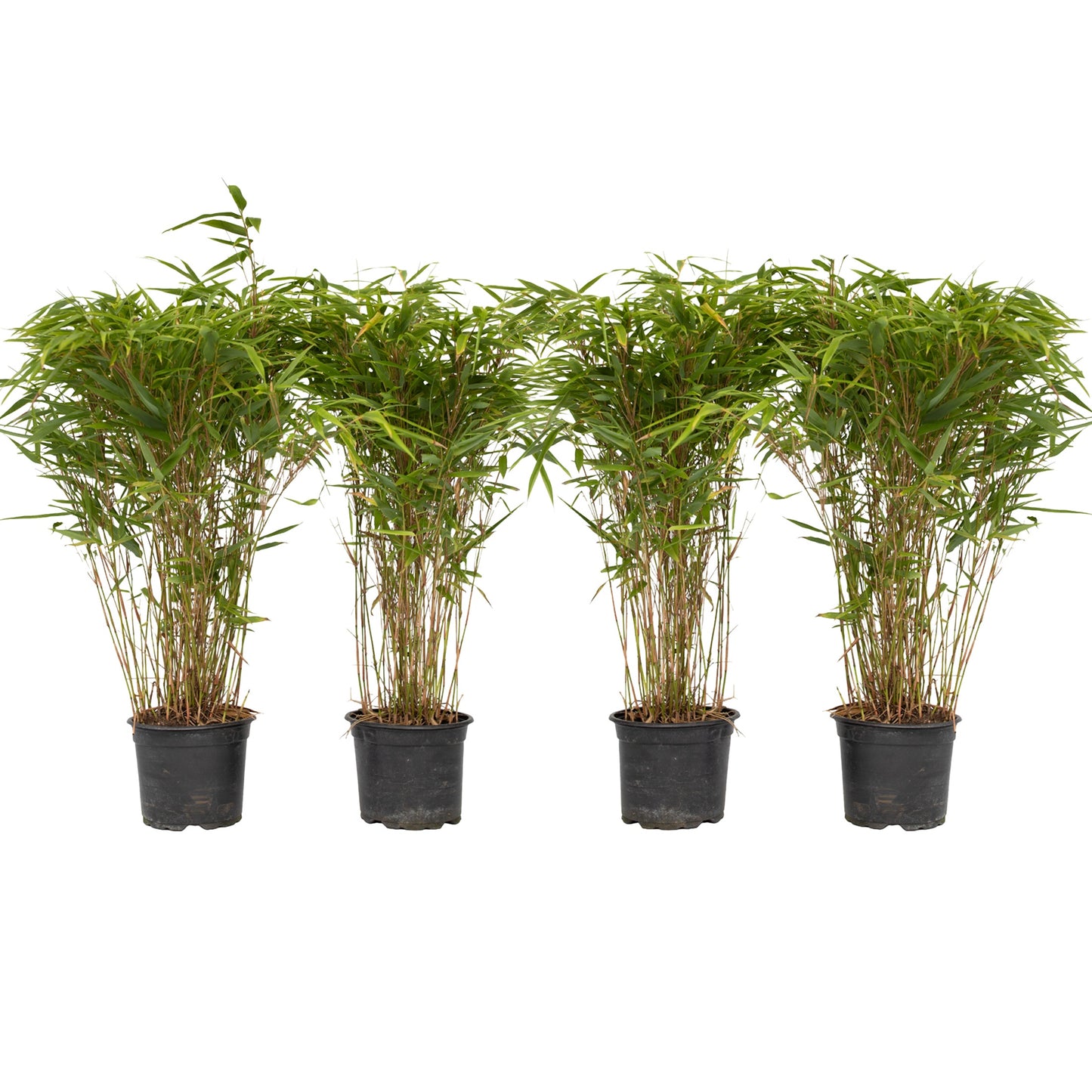 Bambú - 4 Pzs - Fargesia Nitida 'gansu' - Altura 50-70cm - ⌀17cm
