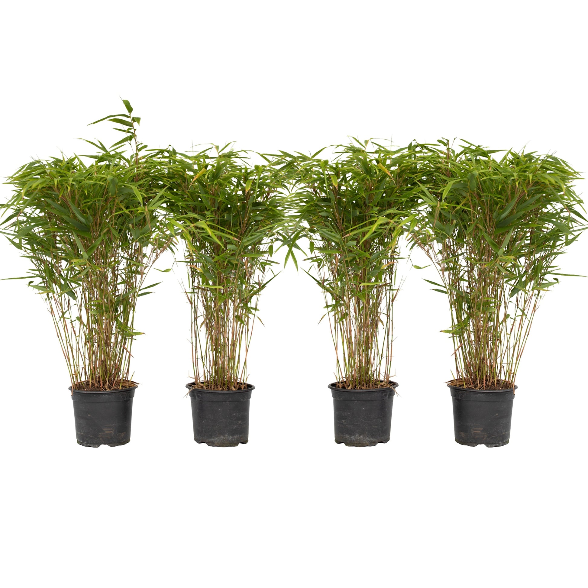 Bambú - 4 Pzs - Fargesia Nitida 'gansu' - Altura 50-70cm - ⌀17cm