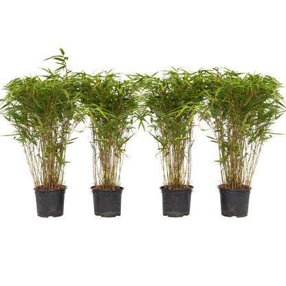 Bambú - 4 Pzs - Fargesia Nitida 'gansu' - Altura 50-70cm - ⌀17cm