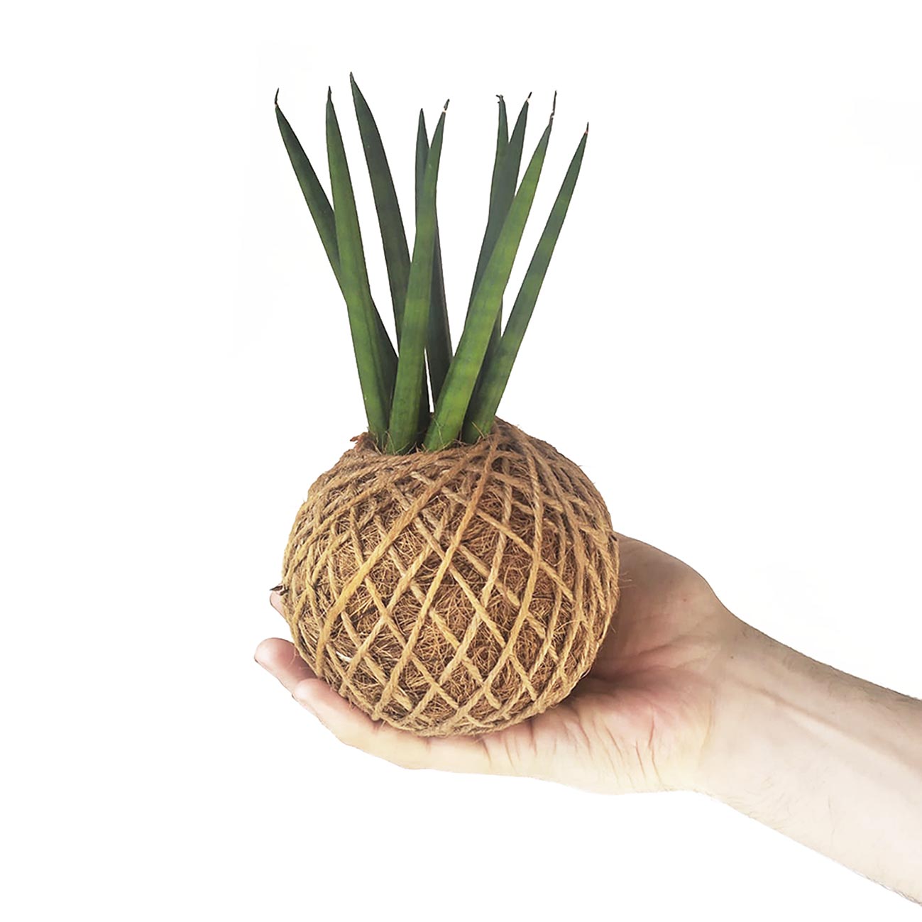 Sansevieria Cylíndrica En Kokedama_0