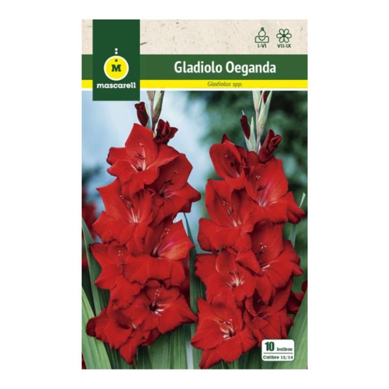 Bulbo Gladiolo Oeganda_0