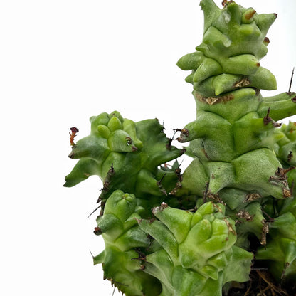 Euphorbia Horrida Monstruosa Cactus Y Suculentas M8,5 cm Ø_2