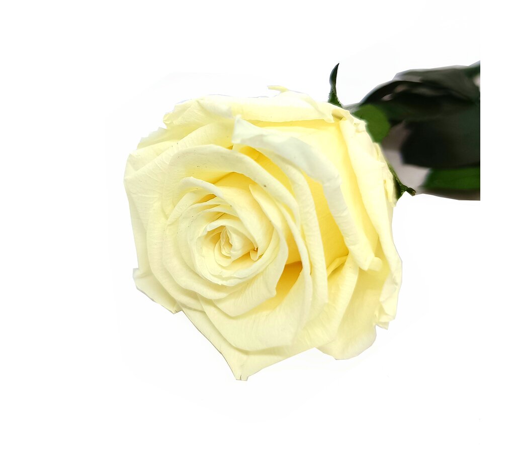 Mundo Eterno Rosa Preservada Crema (champagne) 55cm_0