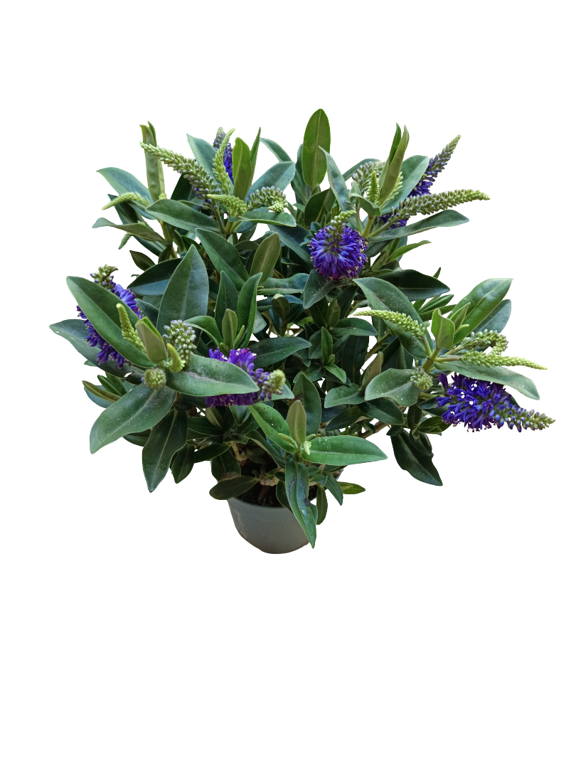 Hebe ANNA Planta de exterior arbusto con Flor MORADA Ø10