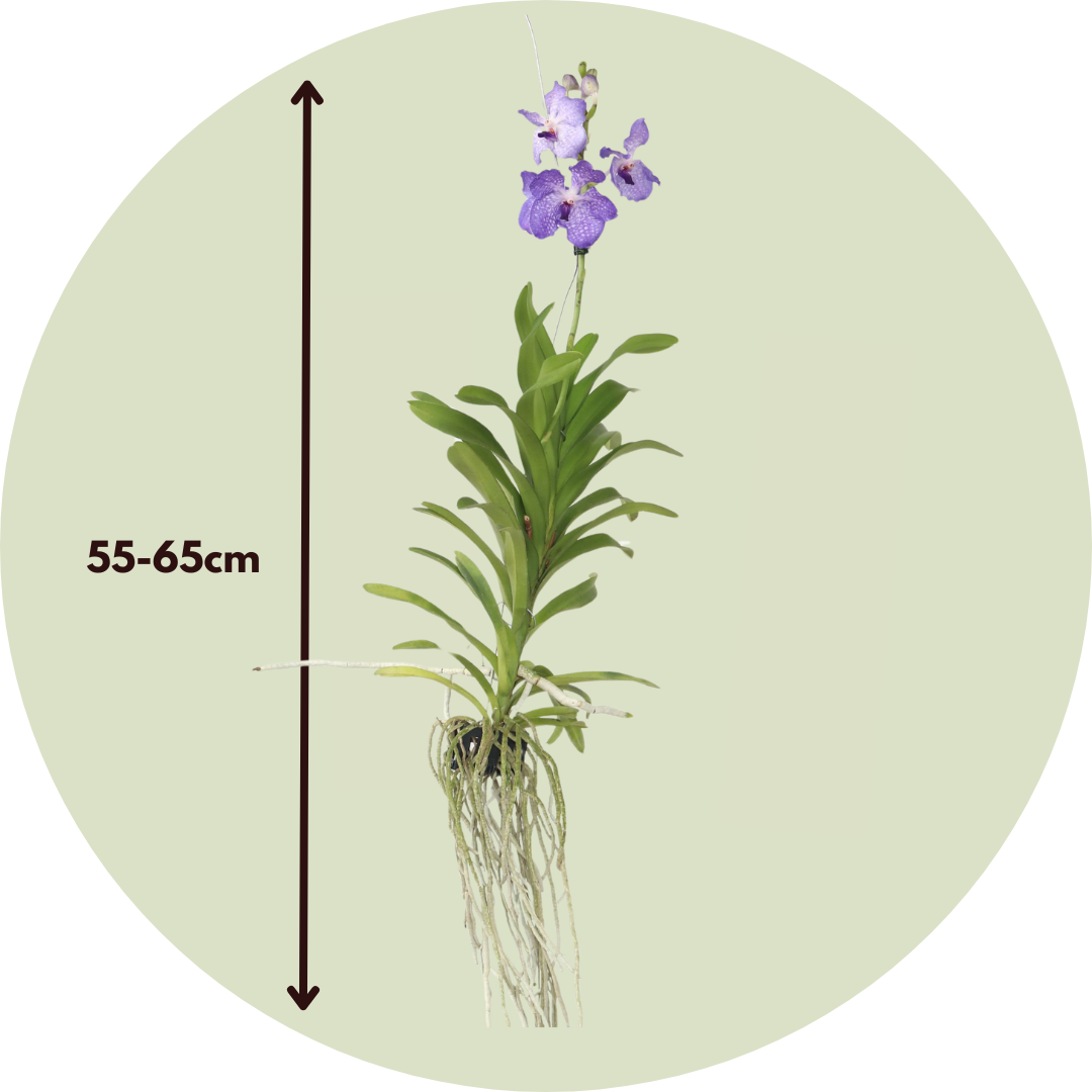 Orquídea Vanda - Vanda 'new Blue' - Altura 55-65cm_2