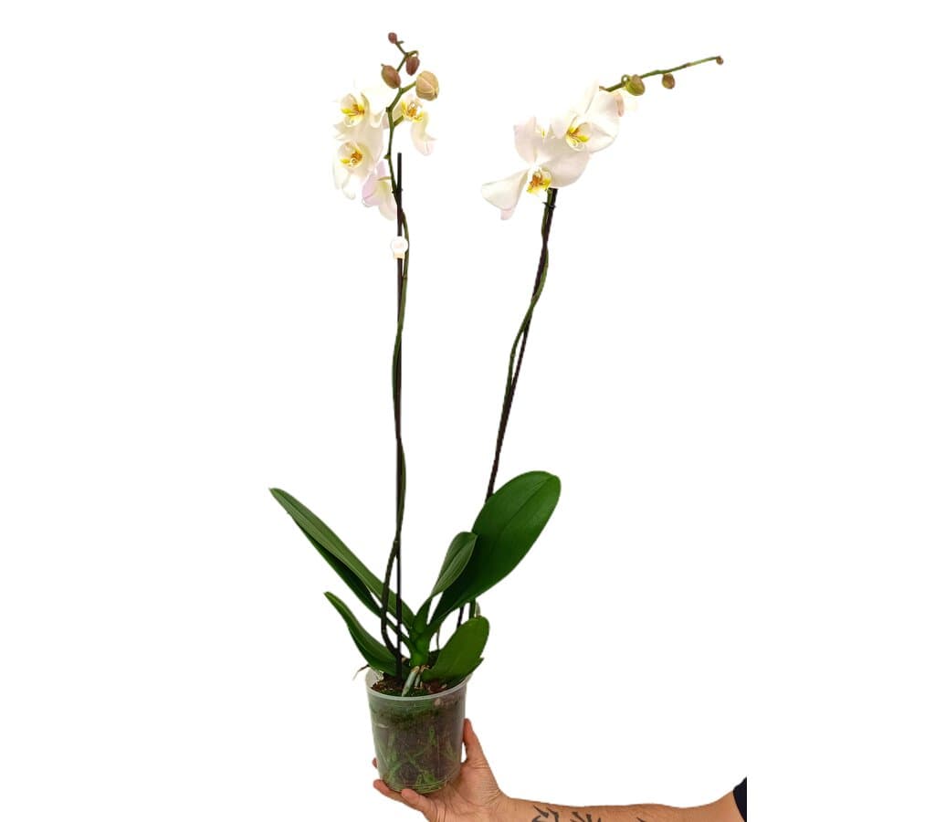 Phalaenopsis Blanca M15 80cm