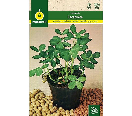 Semillas Cacahuete