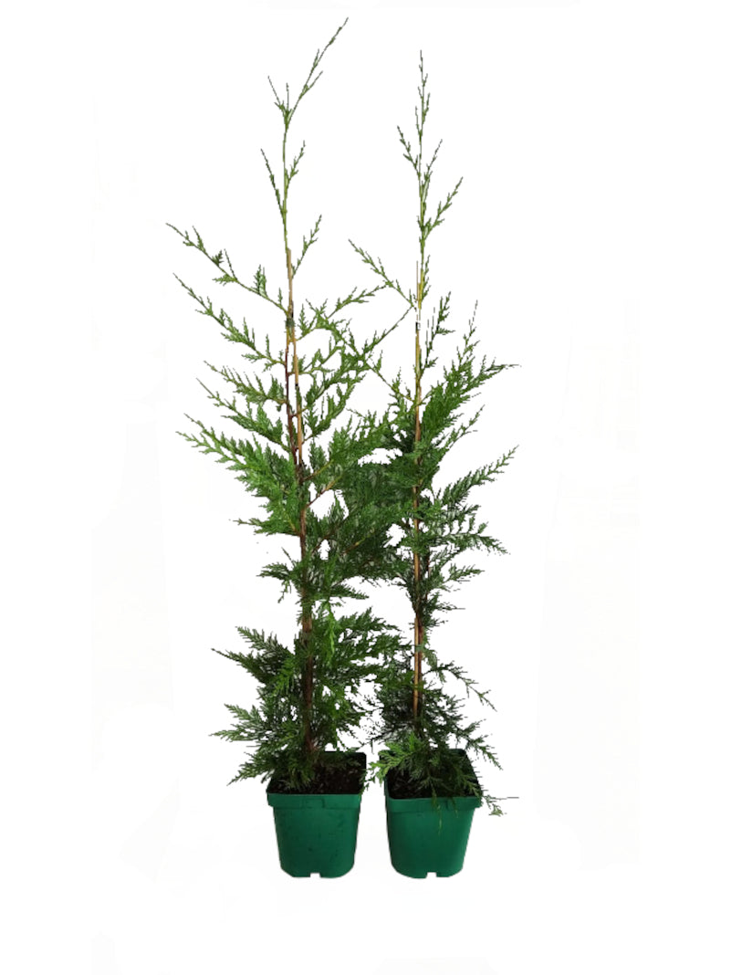 Oferta 40 Cipres Leylandii 1 Metro + 500 G De Abono_0