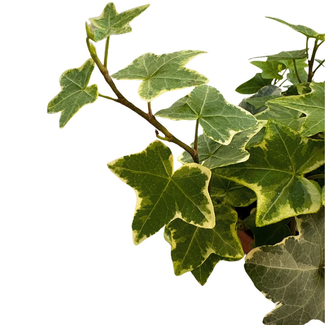 Hiedra Planta De Interior Y Exterior (hedera Spp.)_1
