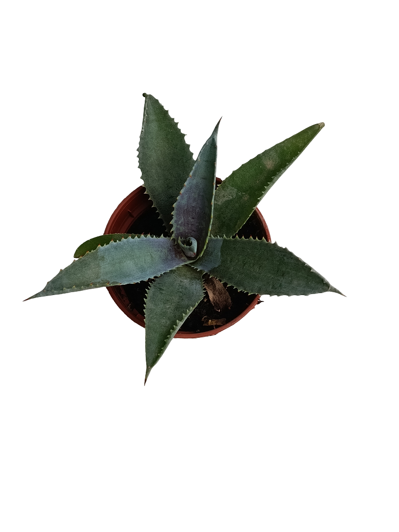 Mangave Silver Fox Planta Suculenta Ø5_0