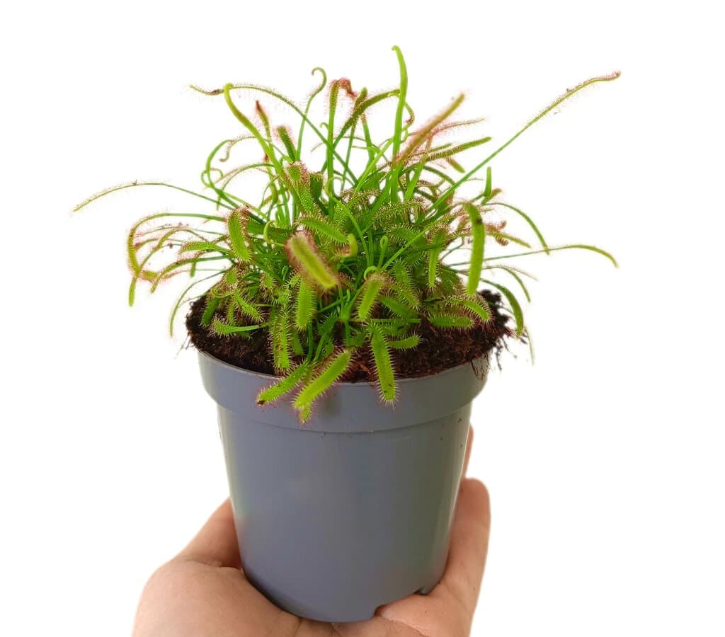 Drosera Capensis M9_0