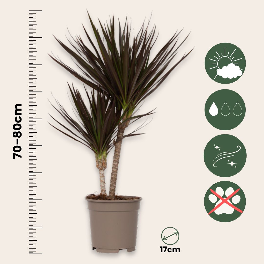Drácena - 2 Pzs - Dracaena Marginata 'magenta' - Altura 70-80cm - ⌀17cm