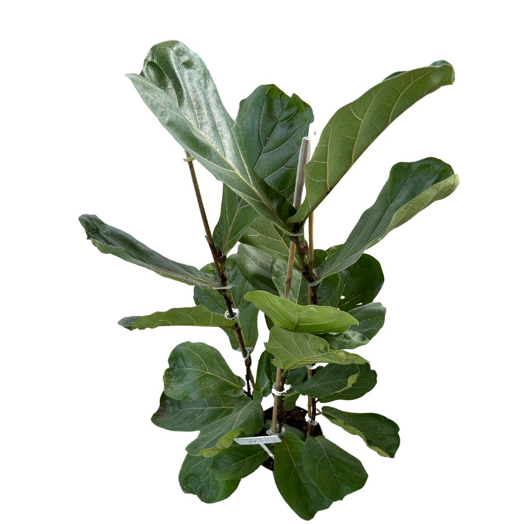 Ficus Lyrata Planta Perfecta Para Exterior O Interior_0