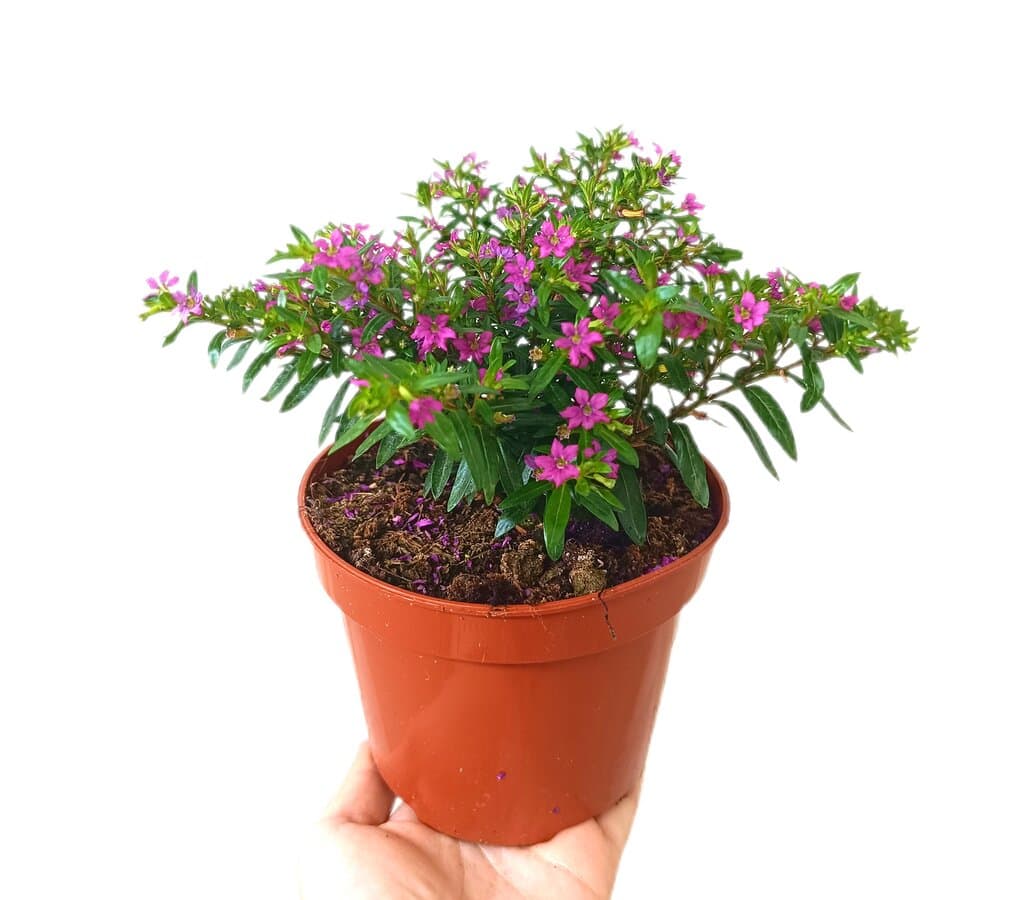 Cuphea Hyssopifolia M13_0