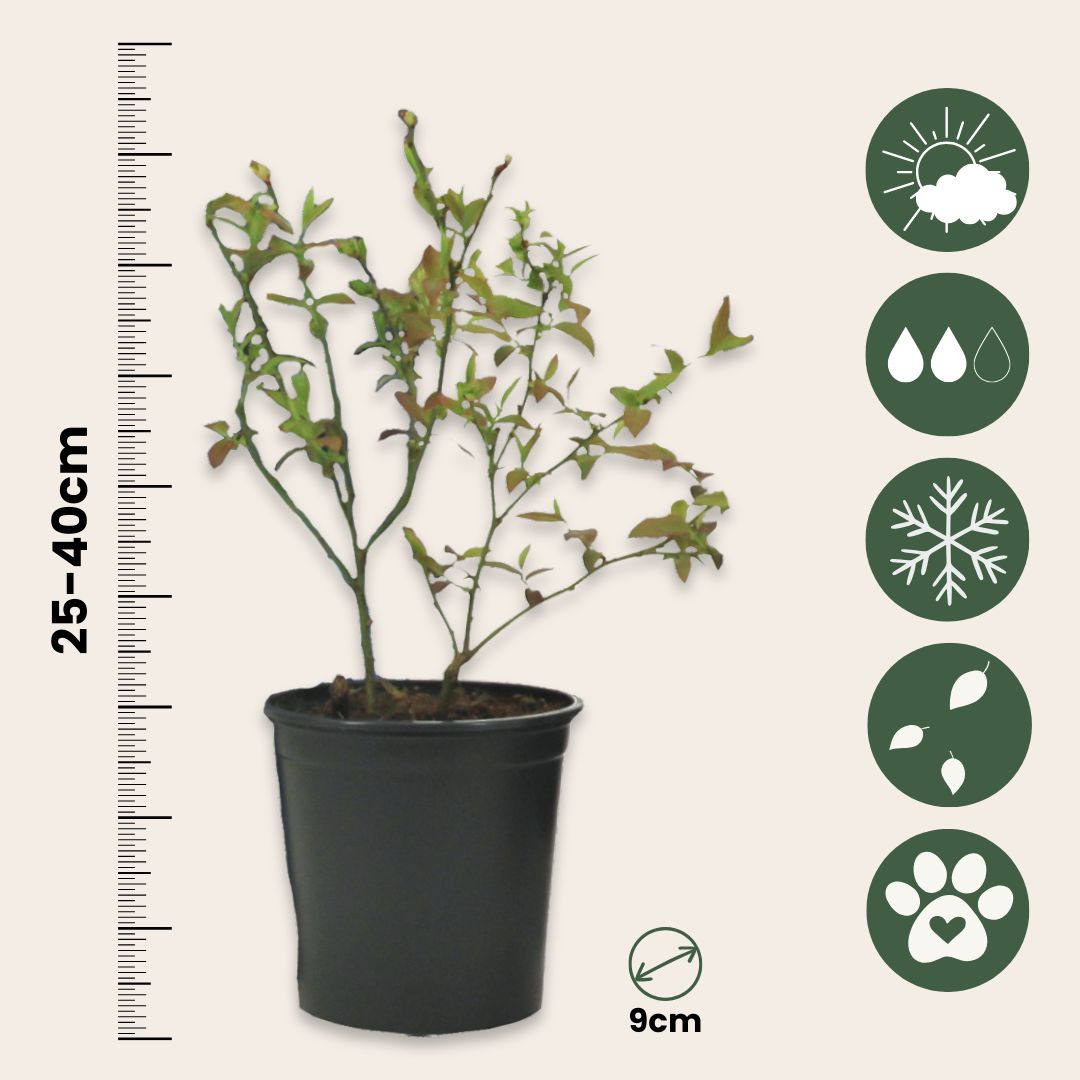 Mezcla Para Batidos - 4 Pzs - Actinidia Vaccinium Lycium - A25-40cm - ⌀9cm