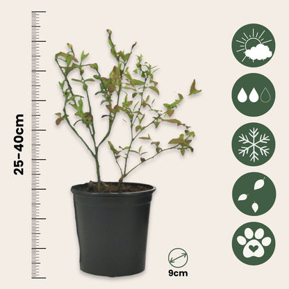 Mezcla Para Batidos - 4 Pzs - Actinidia Vaccinium Lycium - A25-40cm - ⌀9cm