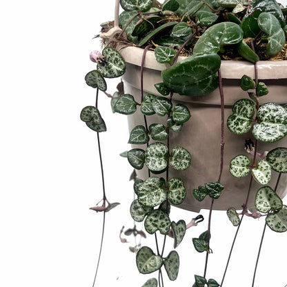 Ceropegia Woodii Cactus Y Suculentas