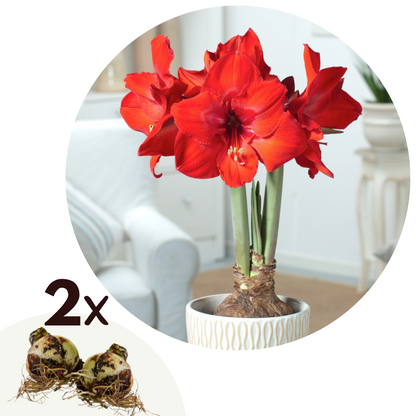 Amarilis - 2 Pzs - Hippeastrum - Bulbos De Flores - Rojo_0