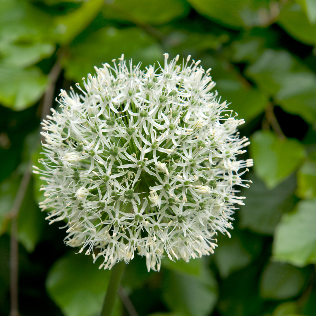 Allium Monte Everest - 6 Pzs - Allium 'mount Everest' - Bulbos De Flores_3