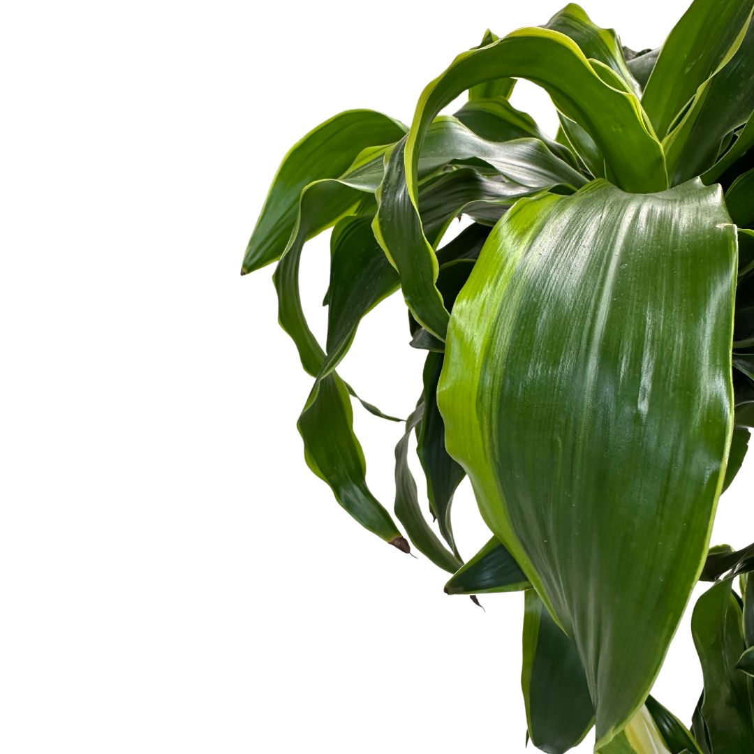 Dracena Dorada Planta De Interior (dracaena Fragrans 'massangeana') Maceta 20cm 3 Troncos 60/30/15_1