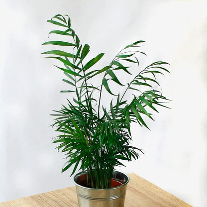 Pack 3 Plantas Naturales De Interior Chamaedorea + Dieffenbachia + Dracaena Marginata En Macetas Ø 1213 Cm Decoración Del Hogar