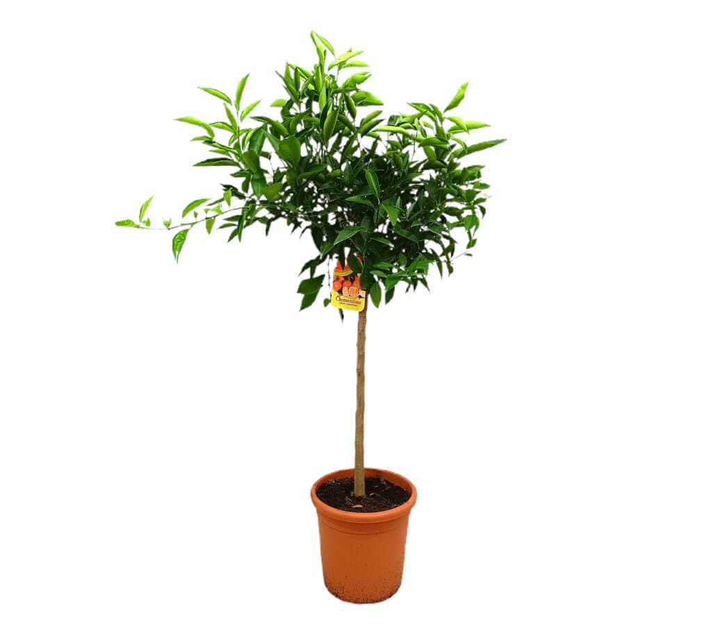 Mandarino Clementino M27 100-120cm_0