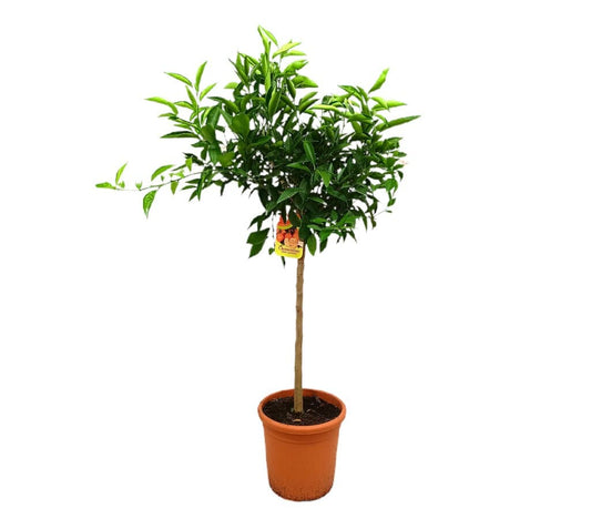 Mandarino Clementino M27 100-120cm_0