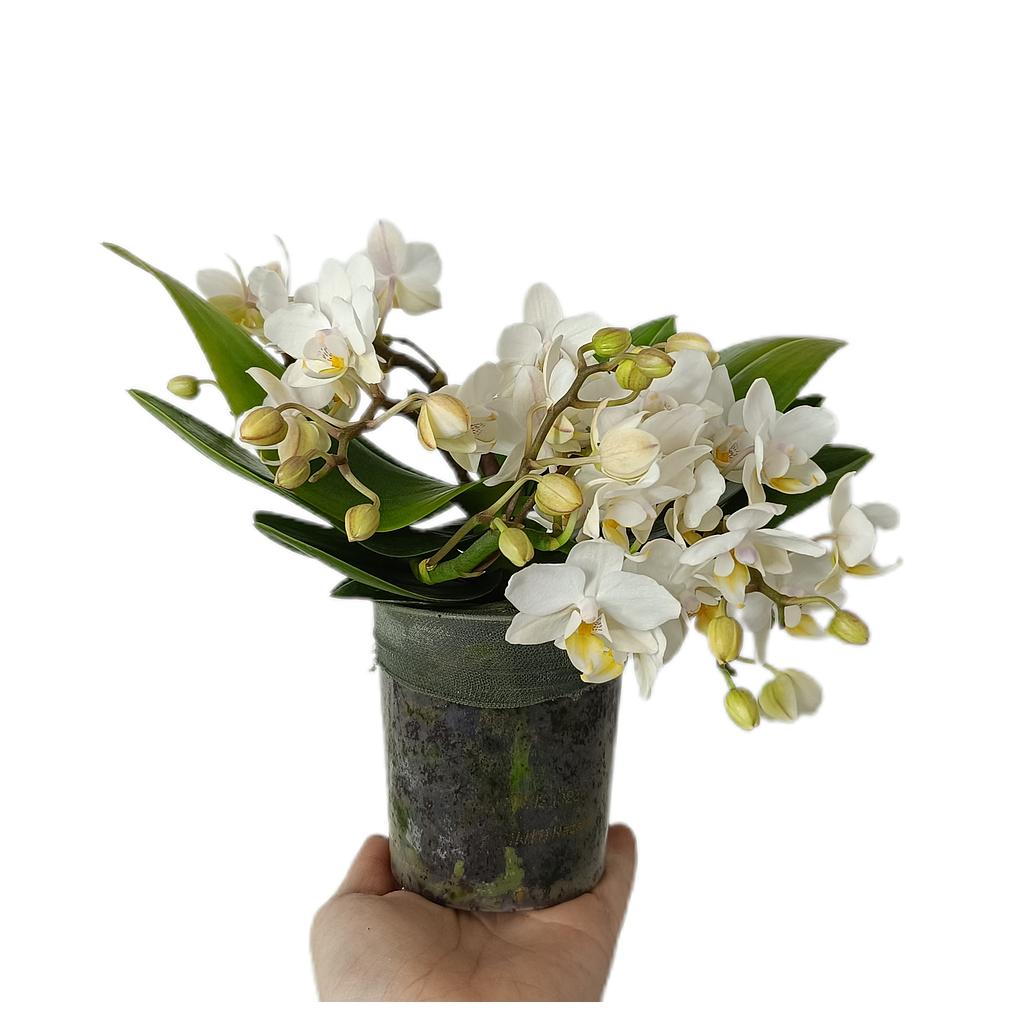 Phalaenopsis Multiflora Anthura M9_0