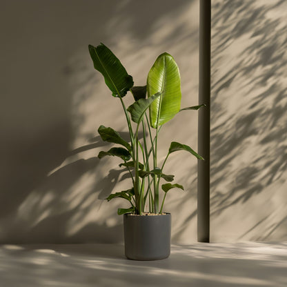 Flor Ave Del Paraíso - Strelitzia Nicolai - Altura 150-170cm - ⌀28cm