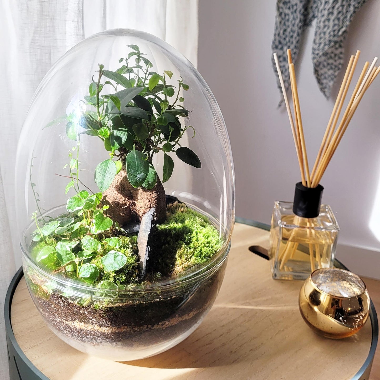 Terrario Erawa Ficus Retusa Ø8 x 28 cm