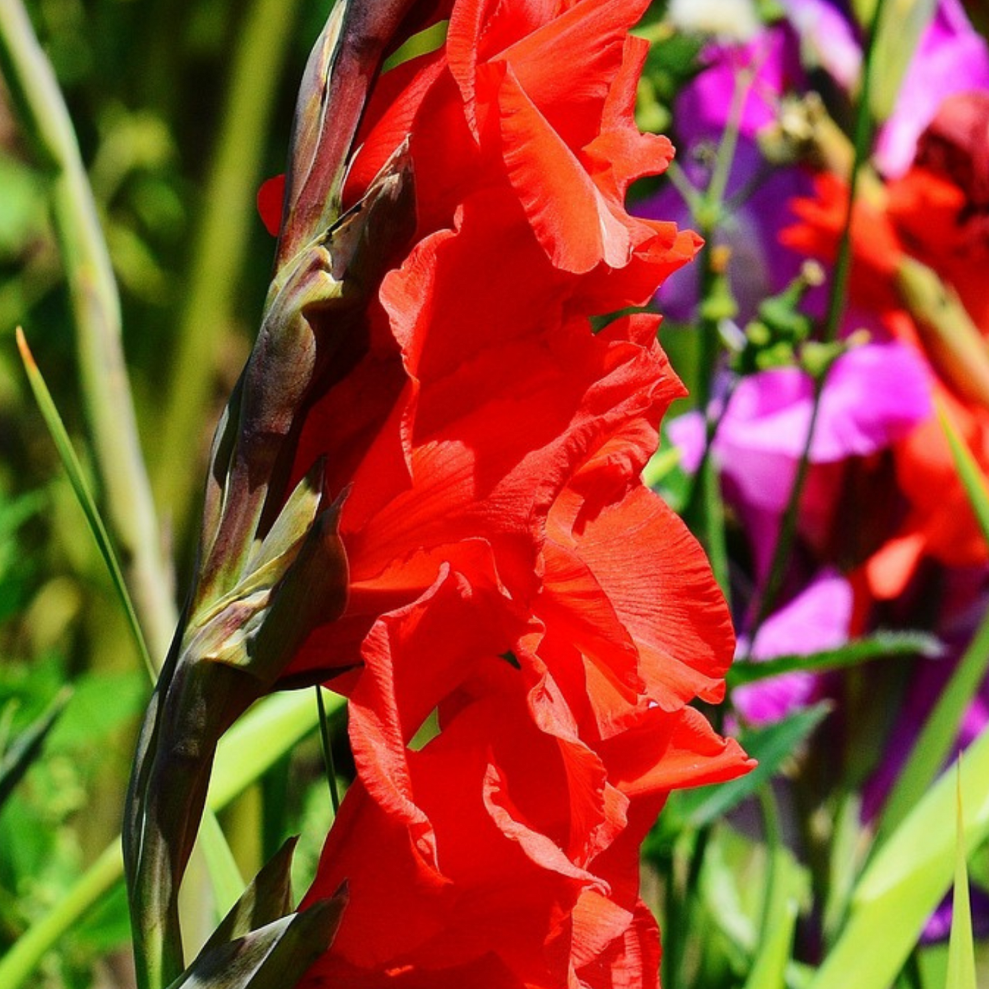Mezcla De Gladiolos - 125 Pzs - Gladiolus Dahlia Freesia - Bulbos De Flores_3