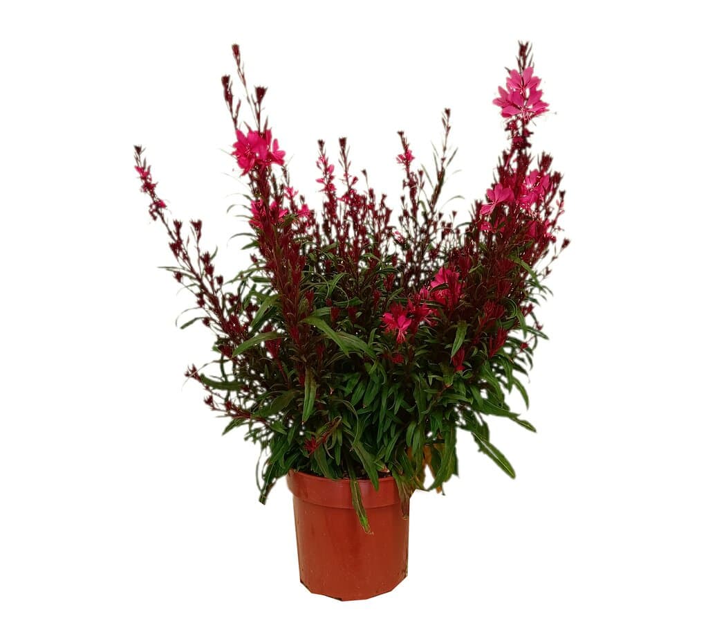 Gaura M17_0