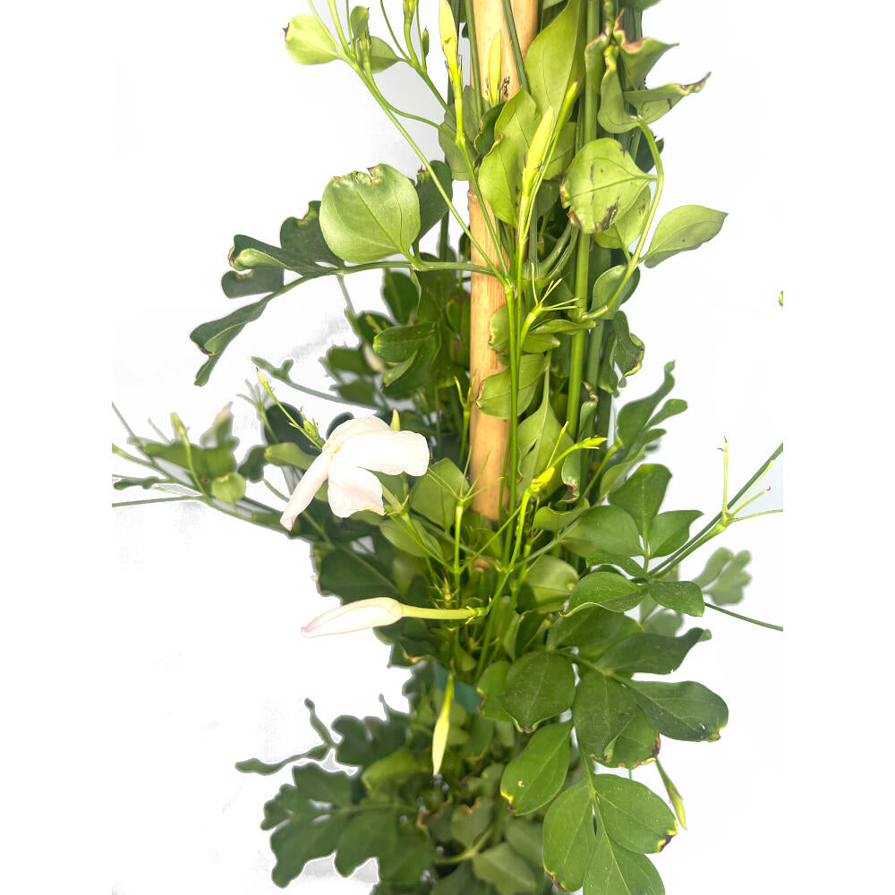 Jasminum Officinalis M20 110cm (jazmin Comun)
