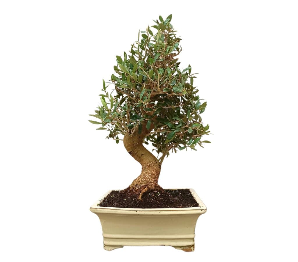 Bonsái Olivo 17 Años (olea Europaea)_1