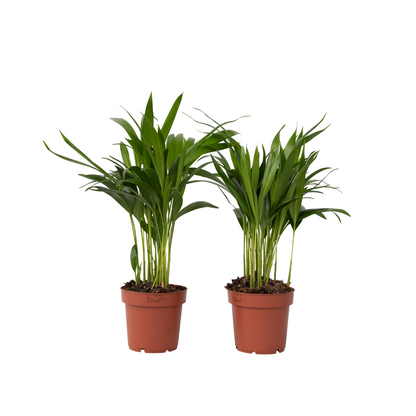 Palma Areca - 2 Pzs - Dypsis Lutescens - Altura 30-45cm - ⌀12cm