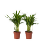 Palma Areca - 2 Pzs - Dypsis Lutescens - Altura 30-45cm - ⌀12cm