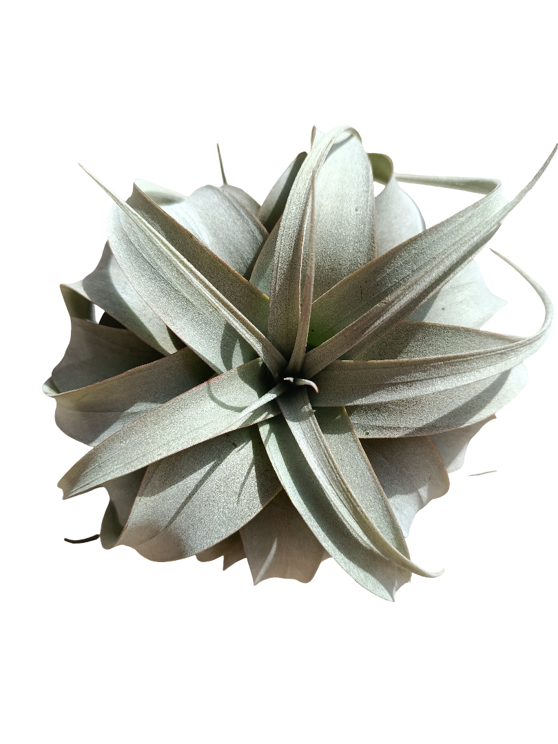 Tillandsia Xerographica M Planta Clavel Del Aire 15 Cm_0