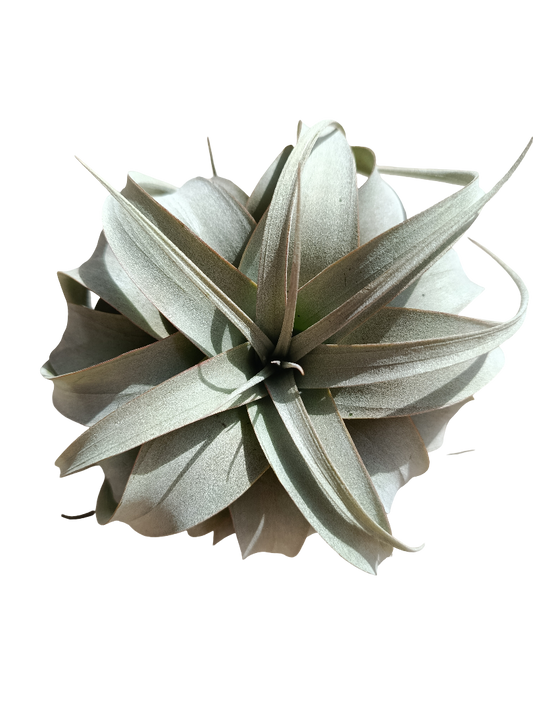 Tillandsia Xerographica M Planta Clavel Del Aire 15 Cm_0