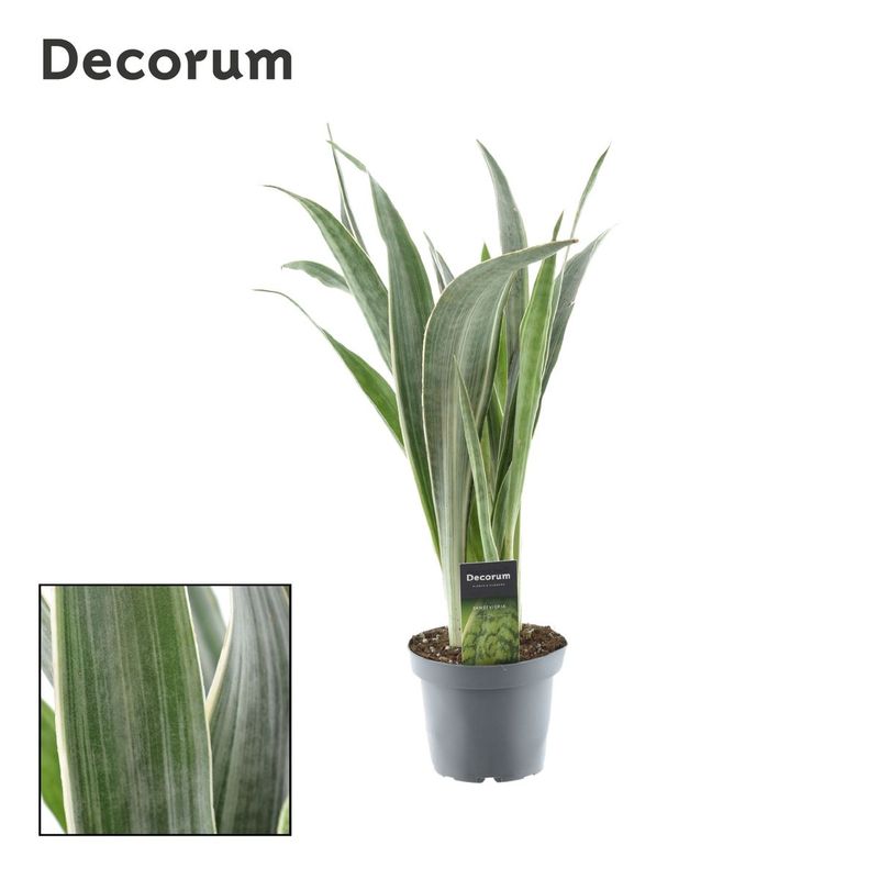 Sansevieria Metalica Planta De Interior Puricadora_0