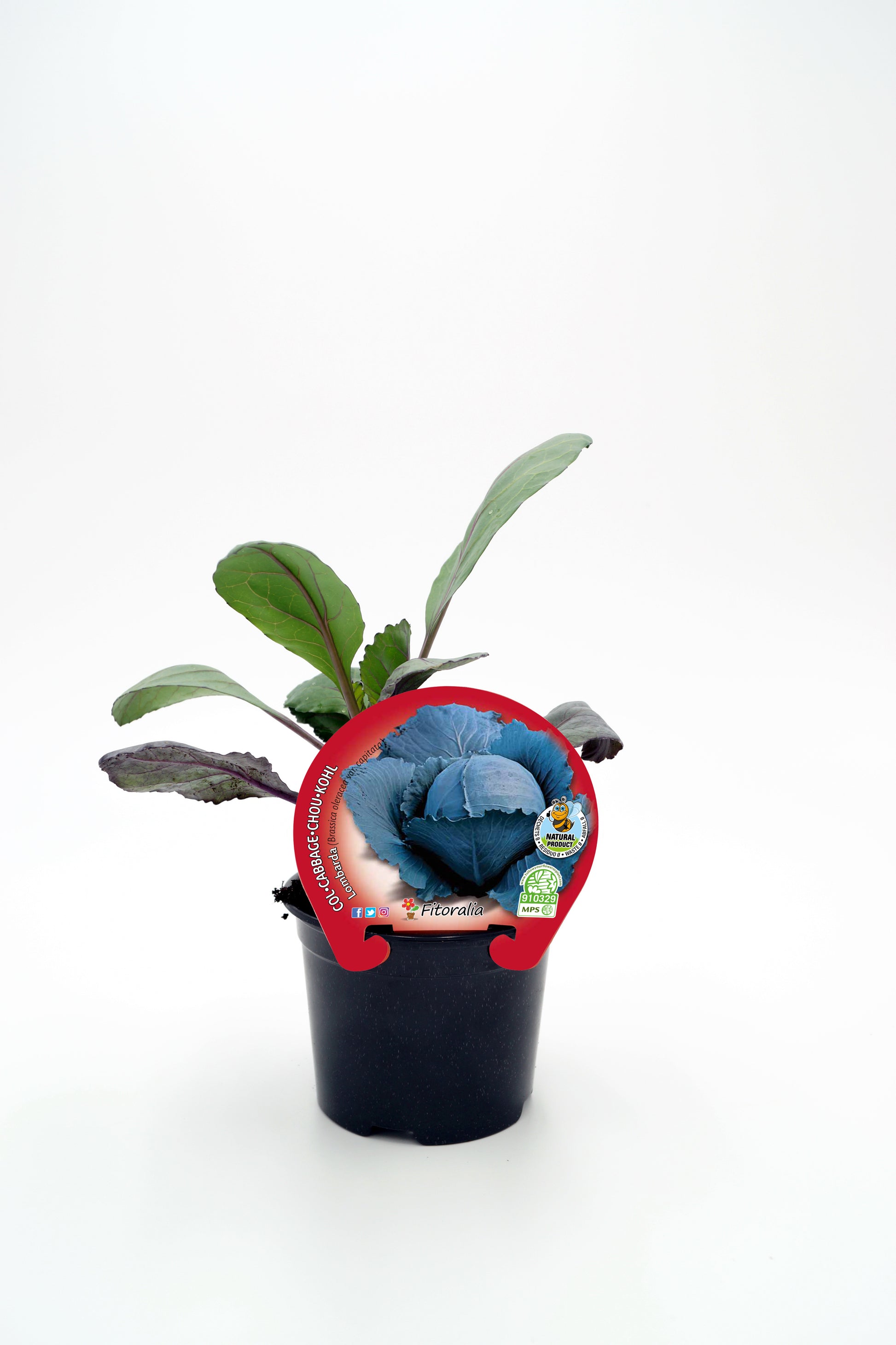 Plantón De Col Lombarda Natural En Maceta De 10,5 Cm. - Fitoralia