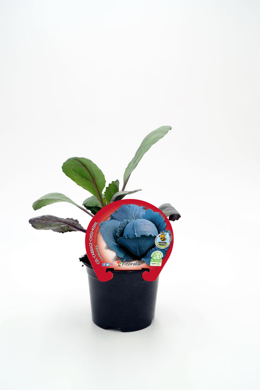 Plantón De Col Lombarda Natural En Maceta De 10,5 Cm. - Fitoralia