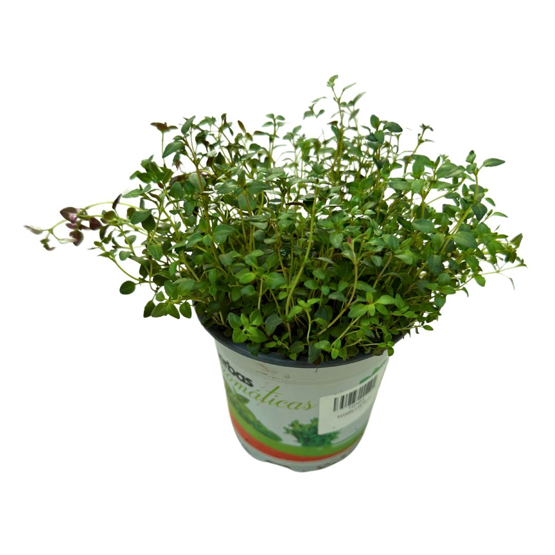 Tomillo Planta Aromática Y Medicinal (thymus Vulgaris) Maceta 11cm_0