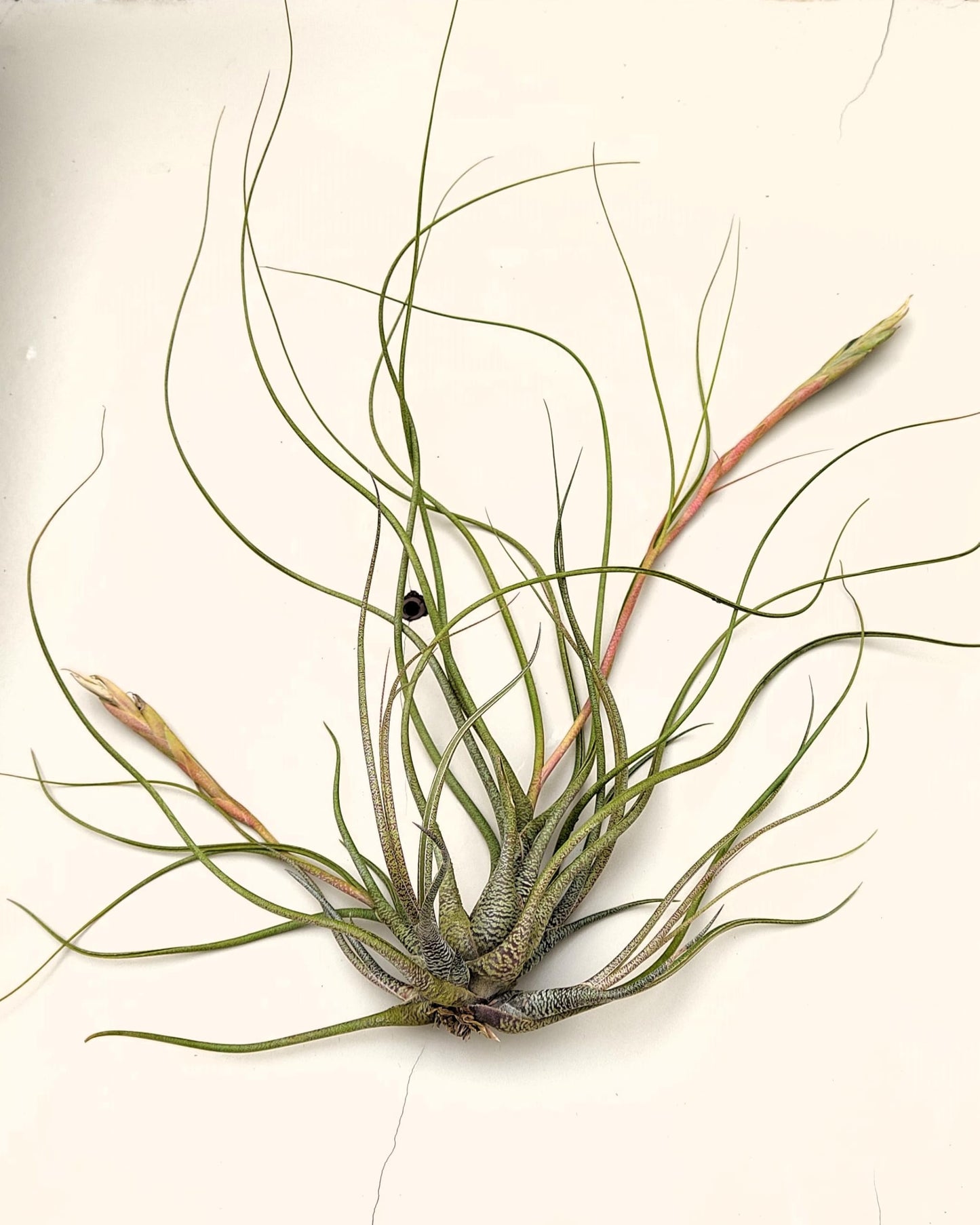 Tillandsia butzii clump; planta del aire, mata de plantas; Curiosarium; altura 10-15 cm, diámetro 30-50 cm_2