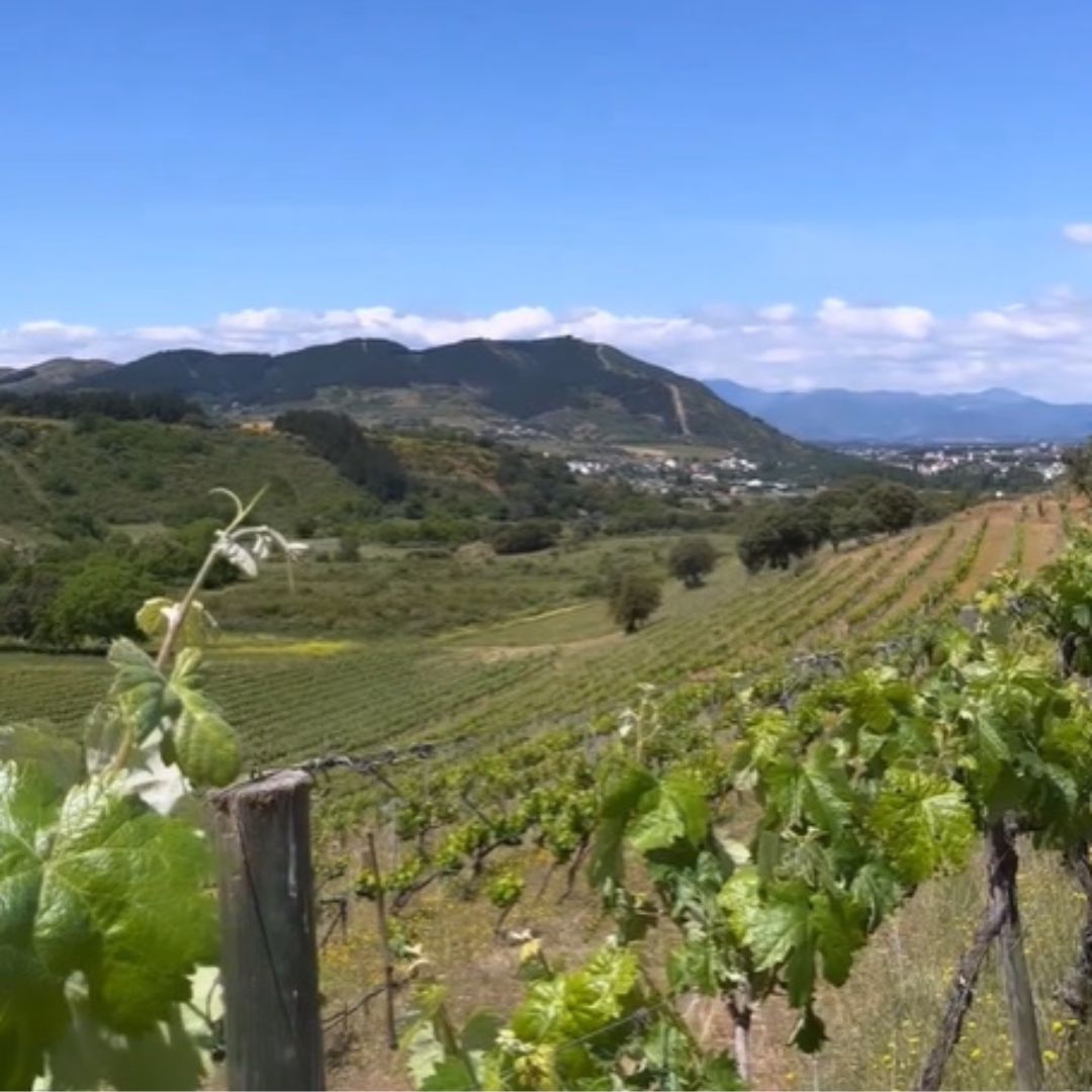 Vino Blanco - La Cigüeña Godello Ecológico 2023 - Bierzo_2