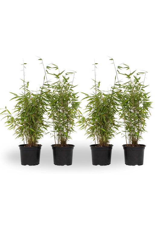 Bambú - 4 Pzs - Fargesia Nitida 'red Dragon' - Altura 50-70cm - ⌀17cm_0