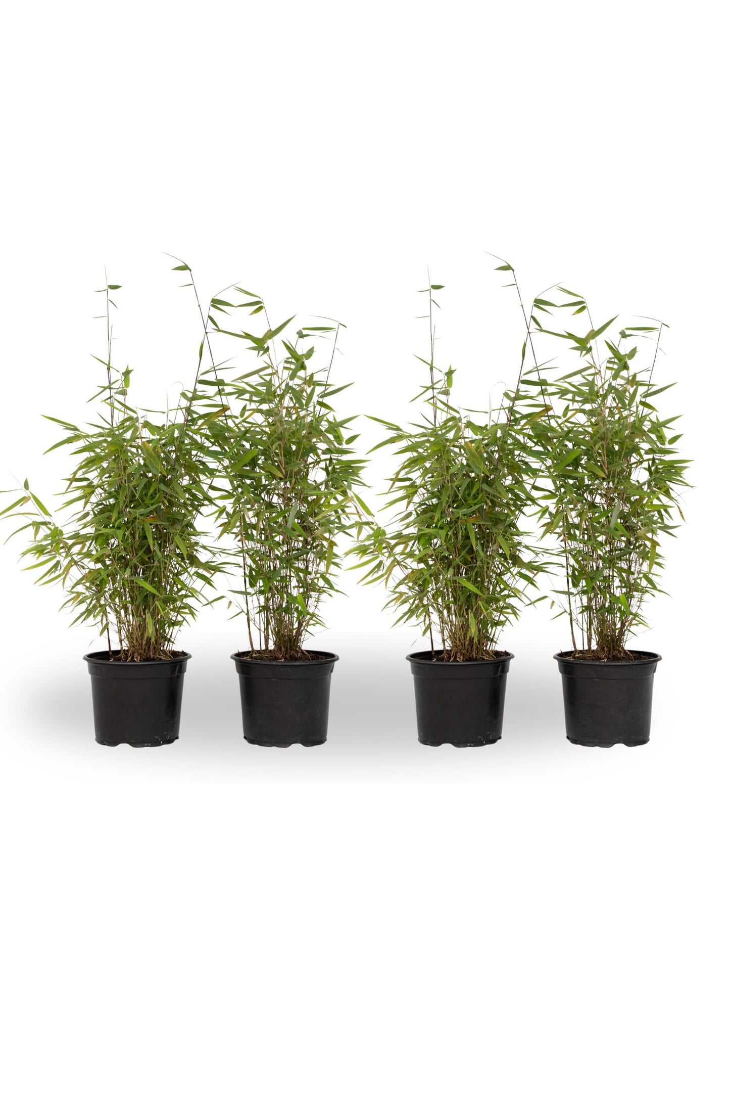 Bambú - 4 Pzs - Fargesia Nitida 'red Dragon' - Altura 50-70cm - ⌀17cm_0