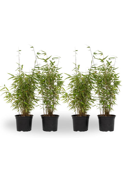 Bambú - 4 Pzs - Fargesia Nitida 'red Dragon' - Altura 50-70cm - ⌀17cm_0