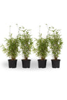 Bambú - 4 Pzs - Fargesia Nitida 'red Dragon' - Altura 50-70cm - ⌀17cm