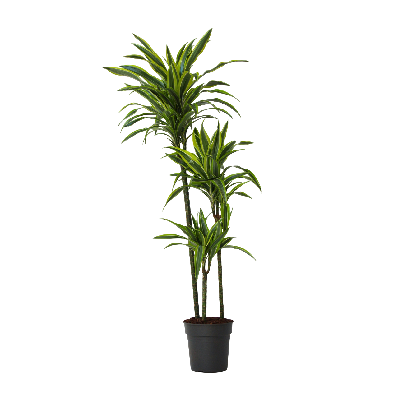 Drácena - Dracaena 'lemon Lime' - Altura 130-140cm - ⌀24cm_0